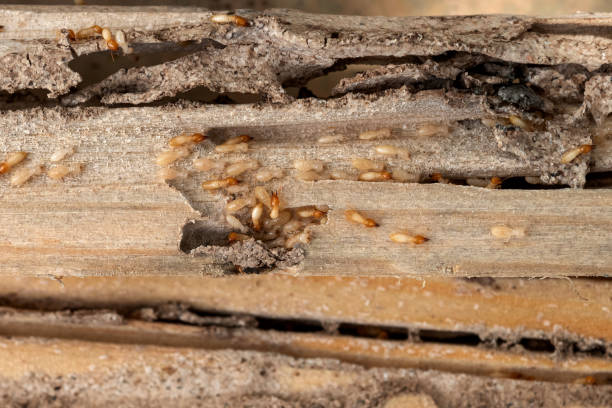Best Best Pest Control Companies  in Mamou, LA