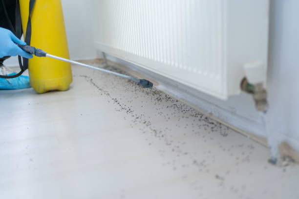 Best Ant Control Services  in Mamou, LA